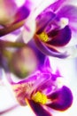 Macro image of orchid flower, captured with a small depth of field. Royalty Free Stock Photo