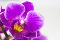 Macro image of orchid flower, captured with a small depth of field. Royalty Free Stock Photo