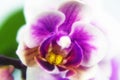 Macro image of orchid flower, captured with a small depth of field. Royalty Free Stock Photo