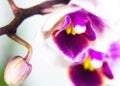 Macro image of orchid flower, captured with a small depth of field. Royalty Free Stock Photo