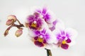 Macro image of orchid flower, captured with a small depth of field. Royalty Free Stock Photo