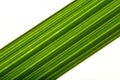 Macro image- palm leaf. Royalty Free Stock Photo