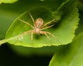 A macro image of a Philodromus sp. Running Crab Spider on a leaf
