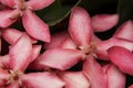 Pink Ixora flowers Royalty Free Stock Photo