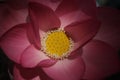 Macro image of pink lotus Royalty Free Stock Photo