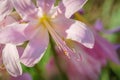 Naked Lady - Lycoris squamigera Royalty Free Stock Photo