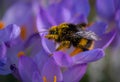 Pollen covered Bee on a winter crocus.