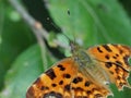 Macro Image of a Polygonia c-album Royalty Free Stock Photo