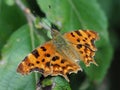 Macro Image of a Polygonia c-album Royalty Free Stock Photo