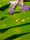 Purple Miniature Iris Petals and Green Leaves with Water Droplets Royalty Free Stock Photo