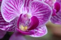 Macro image of a purple orchid flower