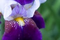 Macro image of the purple and white petal of a bearded iris and the bright yellow stamen of the flower in spring Royalty Free Stock Photo