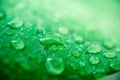 Macro image of raindrops on green leaves blur background. Front view of water drops on green leaf after rain Royalty Free Stock Photo