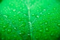 Macro image of raindrops on green leaves blur background. Front view of water drops on green leaf after rain. Drops on leaf in rai Royalty Free Stock Photo