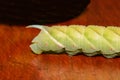 A macro image of the rear end of a caterpillar of the Eyed Hawk-moth, Smerinthus ocellata