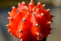 Macro image of a red cacti plant