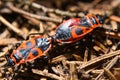 Macro image of a Red Cotton Bug - Dysdercus cingulatus coupling on tree