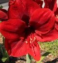 A macro image of a red day lily bloom Royalty Free Stock Photo