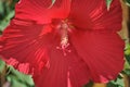 Huge bloom of hibiscus flower. Royalty Free Stock Photo