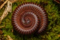Macro image of Red Milipede Rolling On The Ground Royalty Free Stock Photo
