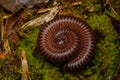 Macro image of Red Milipede Rolling On The Ground Royalty Free Stock Photo