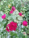 Macro image of red rose with water droplets. Royalty Free Stock Photo