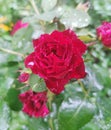 Macro image of red rose with water droplets. Royalty Free Stock Photo