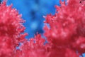 Macro image red salt crystal on blue background. Royalty Free Stock Photo