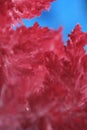 Macro image red salt crystal on blue background. Royalty Free Stock Photo