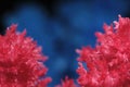 Macro image red salt crystal on blue background. Royalty Free Stock Photo