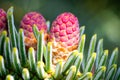 Purple colored male pollen of Spanish fir Royalty Free Stock Photo