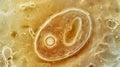 Macro image reveals oval-shaped Saccharomyces cerevisiae yeast cell with brownish-gold hue, Ai Generated