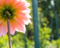 Reverse view of a peach dahlia in the sun