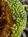 Macro image of the rind and internals of an Osage fruit (breadfruit, monkey brain)