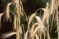 Macro image of ripe wheat ears on field against black background Royalty Free Stock Photo