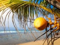 Macro image of ripe yellow coconut hanging on hte palm tree against ocean beach Royalty Free Stock Photo