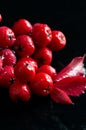 Macro Image of Rowan Berries on Dark Wet Background