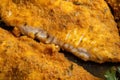 Macro image of seasoned cornmeal breading on a fried catfish fillet, revealing the various herbs and spices used Royalty Free Stock Photo