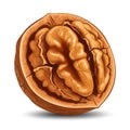 Macro Image of a Sectioned Walnut Against a White Background for Culinary Use Royalty Free Stock Photo