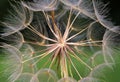 Macro image of a seed head of dandelion