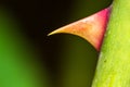 Macro image of a sharp rose thorn