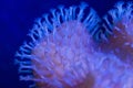 Macro Shot of Polyp Detail on Toadstool Leather Coral