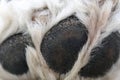 Macro Image Showing the Texture of the Paw of the Poodle Dog Royalty Free Stock Photo