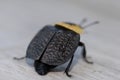 American carrion beetle Royalty Free Stock Photo