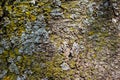 Macro texture background of lichen and moss on tree bark Royalty Free Stock Photo