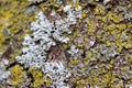 Macro texture background of lichen and moss on tree bark Royalty Free Stock Photo