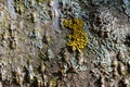 Macro texture background of lichen and moss on tree bark Royalty Free Stock Photo