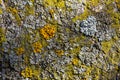 Macro texture background of lichen and moss on tree bark Royalty Free Stock Photo