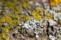 Macro texture background of lichen and moss on tree bark Royalty Free Stock Photo