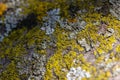 Macro texture background of lichen and moss on tree bark Royalty Free Stock Photo